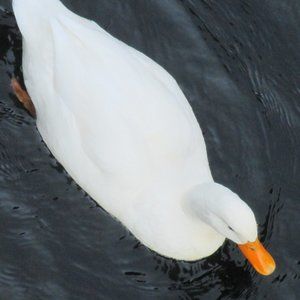 Meet your Posher, Rochelle.